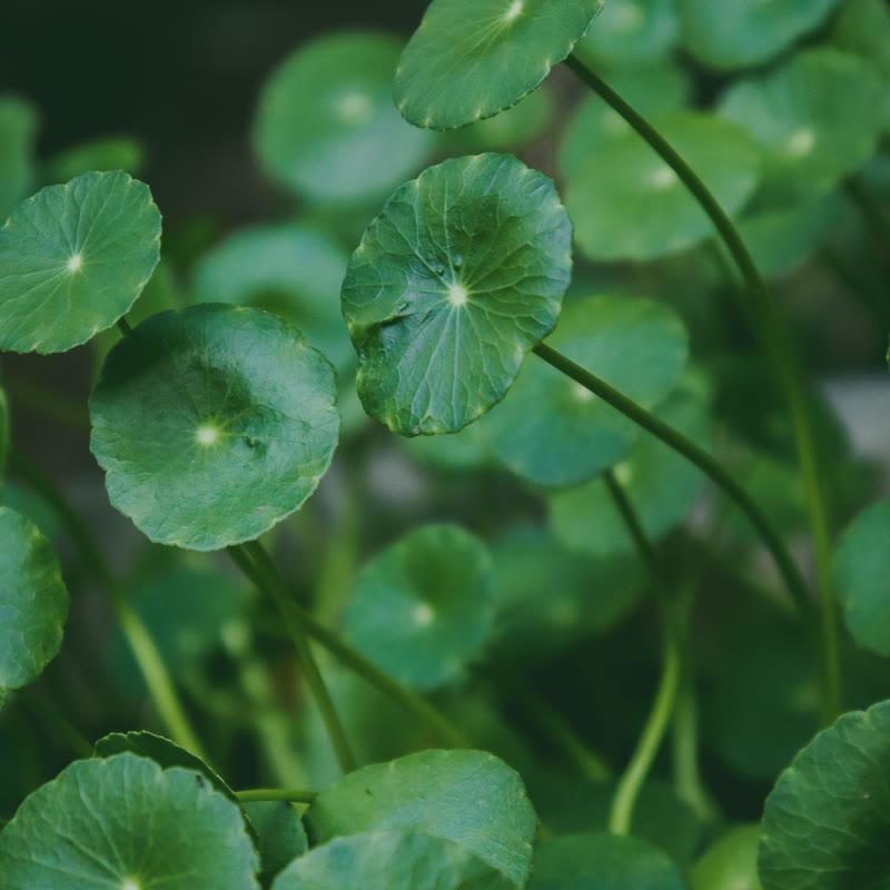 Gotu kola leaves