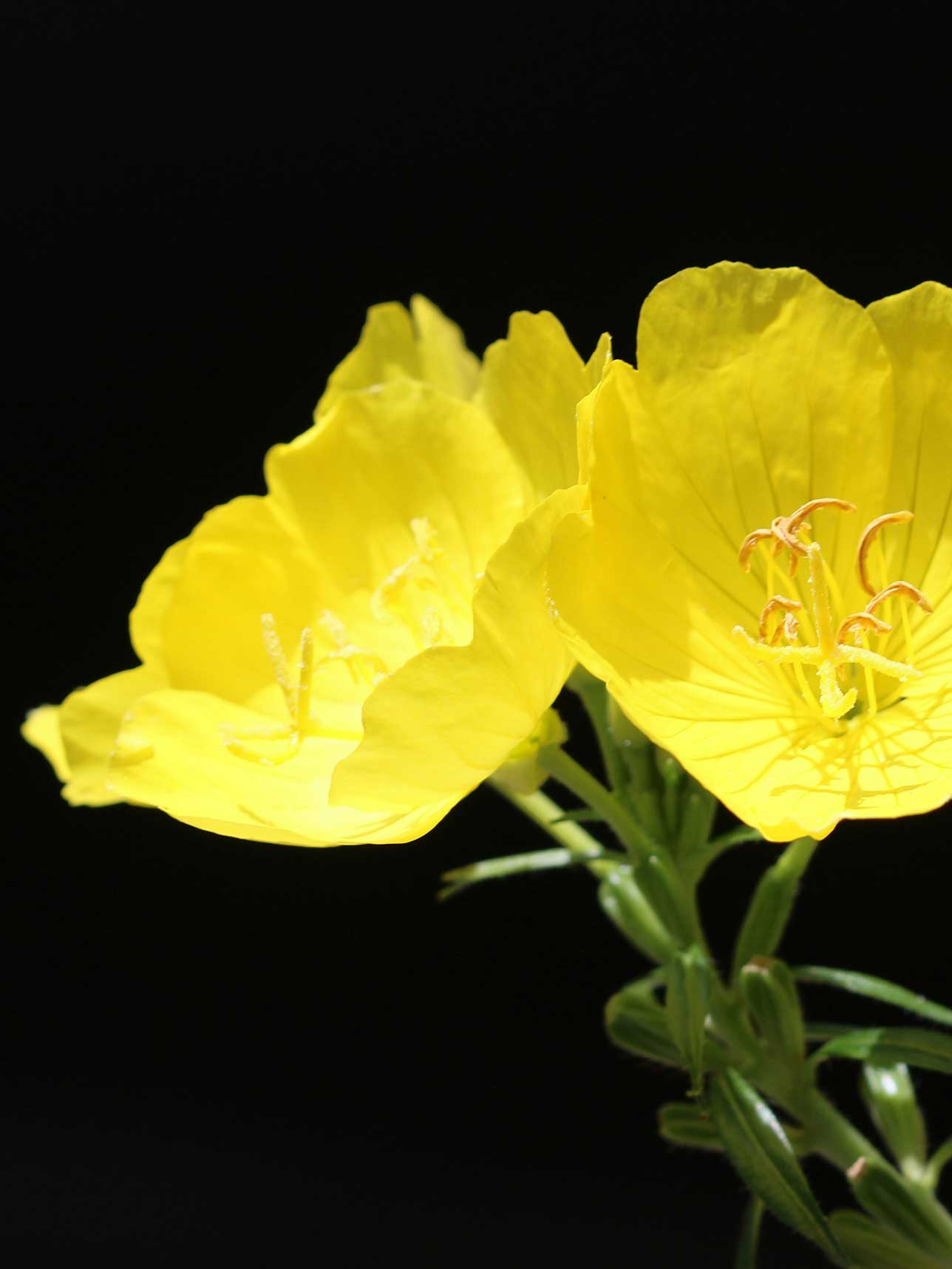 Evening Primrose