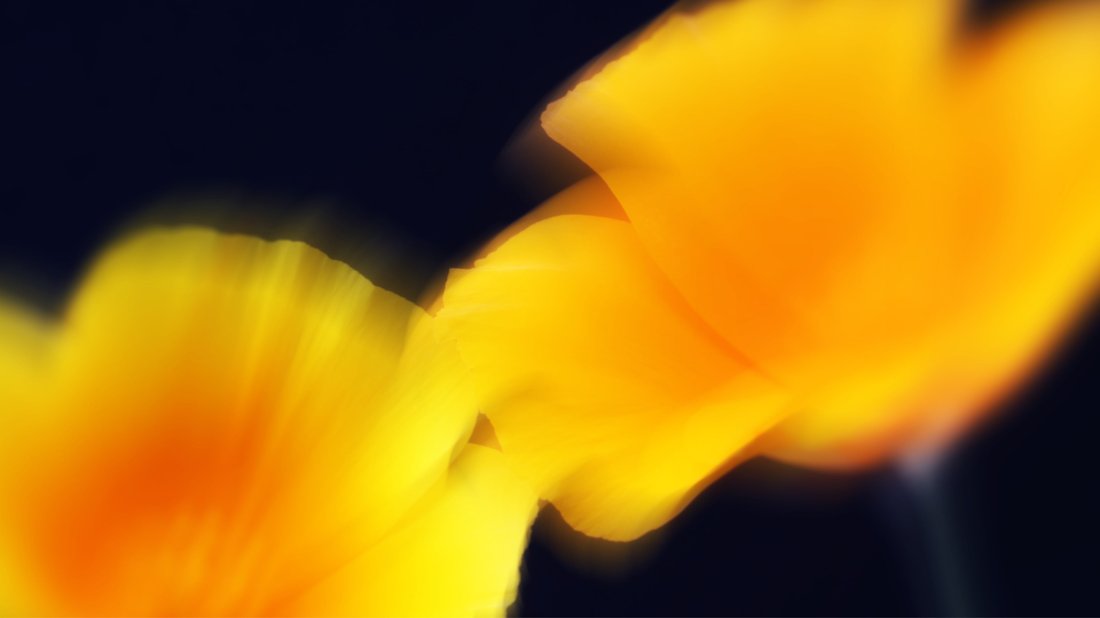 KLEOS+KLEA banner