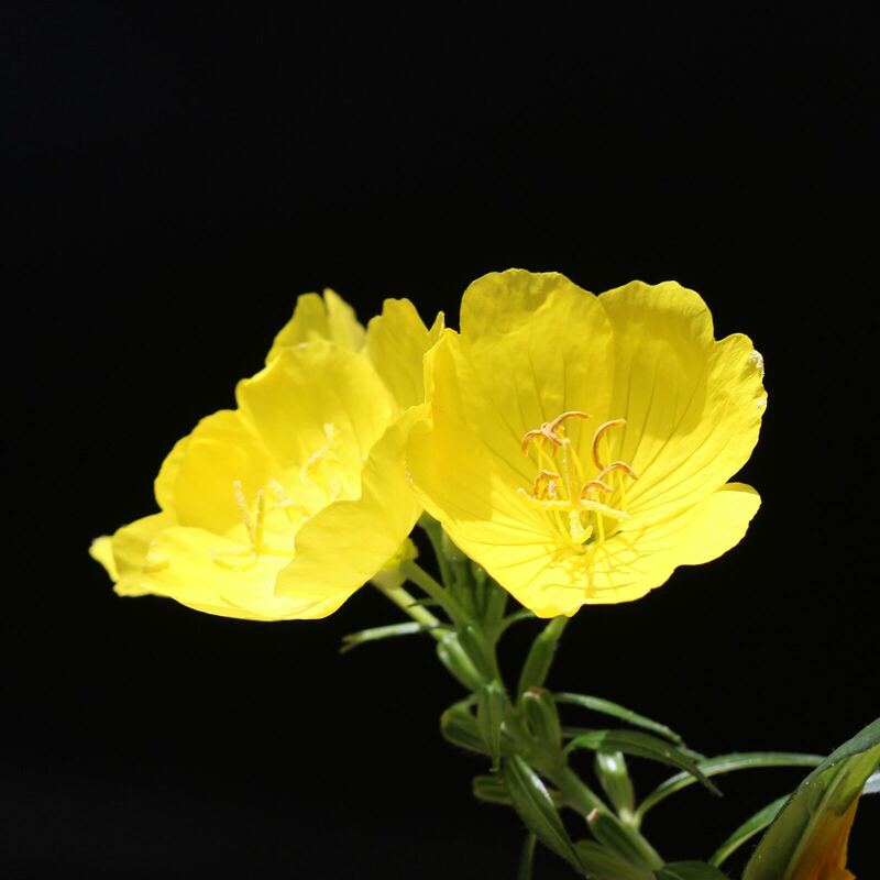 Evening primrose in flower