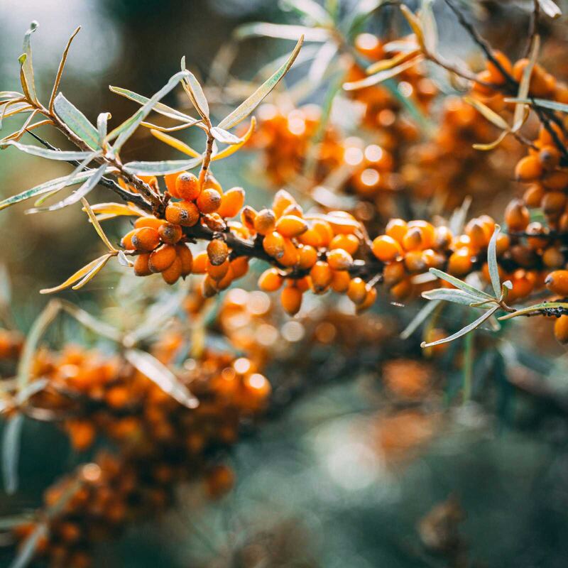 Sea buckthorn berries on the branch